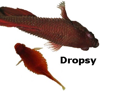 Dropsy In Fishes : Symptoms and Treatment Guide